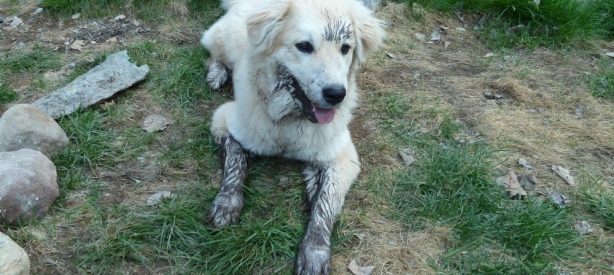 Andi Muddy